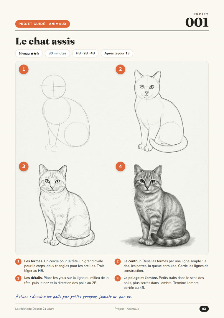 Projet guidé : le chat, étape par étape